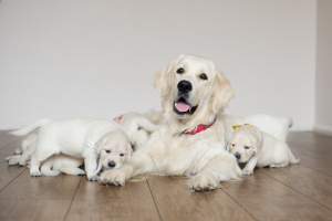 Illustration : "La contraception temporaire chez le chien"