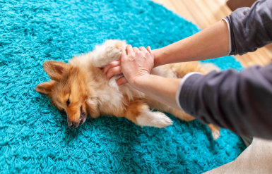 Illustration : Réagir face à un empoisonnement aux produits ménagers chez son chien