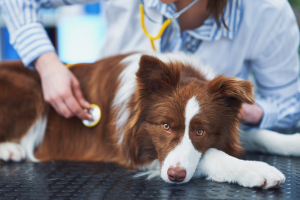 Illustration : "Réagir face à un empoisonnement aux produits ménagers chez son chien"
