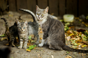 Illustration : "La contraception temporaire chez le chat"