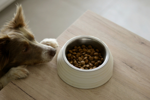 Illustration : "Le rôle des probiotiques chez le chien"