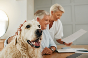 Illustration : "Comprendre la différence entre assurance santé et responsabilité civile pour chien"