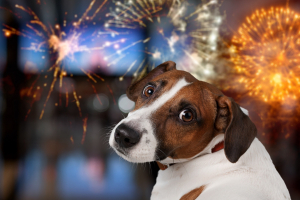 Illustration : "Protéger son chien peureux lors des feux d’artifice"