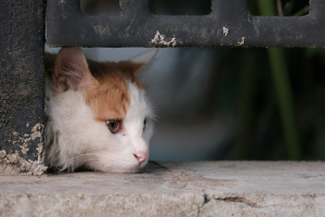 Illustration : "L’impact émotionnel d’un abandon chez le chat"