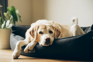 Illustration : "Reconnaître une hernie discale chez son chien"