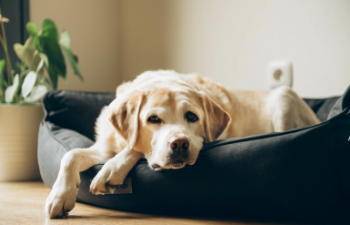 Illustration : La maladie de Lyme chez le chien
