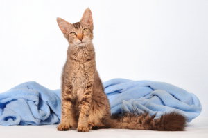 Illustration : "Anticiper le coût d’une assurance pour un chat de race rare"