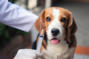 Illustration : "Peut-on assurer un chien non vacciné ?"