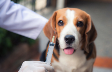 Illustration : Anticiper le coût d’une assurance pour un chien de race rare
