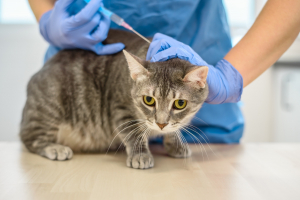 Illustration : "Peut-on assurer un chat non vacciné ?"
