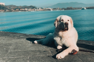 Illustration : "Une assurance chien couvre-t-elle les accidents à l’étranger ?"