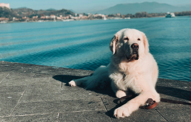 Illustration : Comprendre les exclusions dans un contrat d’assurance chien