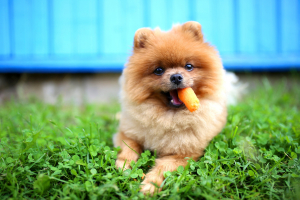 Illustration : "Donner des friandises naturelles à son chien "