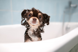 Illustration : "Utiliser un shampooing médicamenteux pour son chien"