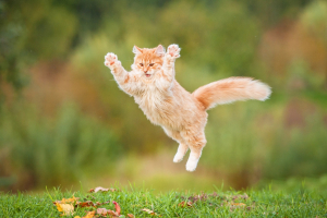 Illustration : "Gérer l’hyperactivité chez son chat"