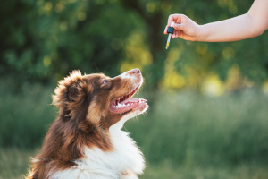 Illustration : "Donner des compléments alimentaires à son chien"