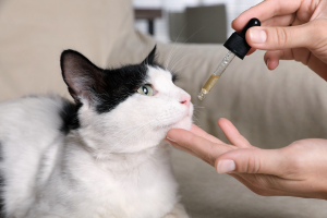 Illustration : "Donner des compléments alimentaires à son chat"