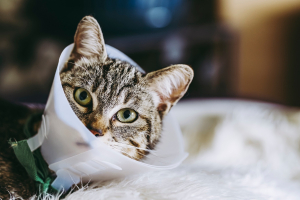 Illustration : "Comprendre les signaux de mal-être chez un chat stérilisé"