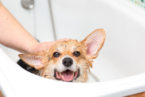 Illustration : "Laver son chien avec un shampoing hypoallergénique"