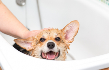 Illustration : L'importance de vermifuger son chien