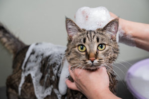 Illustration : "Laver son chat avec un shampoing hypoallergénique"
