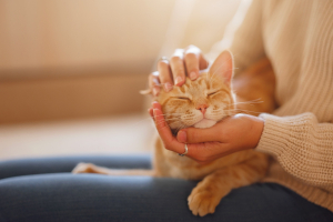 Illustration : "Faire garder son chat sans générer de stress"