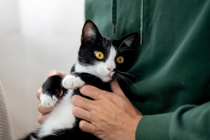 Illustration : "Le coût de la première année d’adoption d’un chaton"