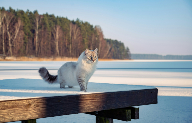 Illustration : Prendre en charge une coupure ou une plaie ouverte de son chien