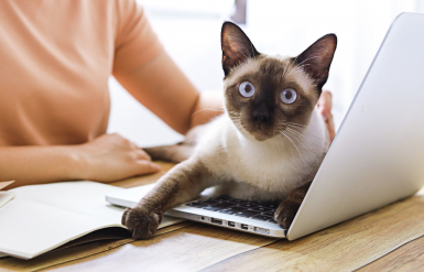 Illustration : Prendre soin des pattes et des coussinets de son chien