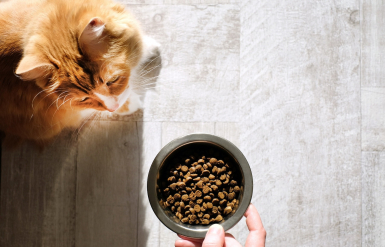 Illustration : Nettoyer les oreilles de son chien