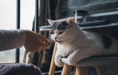 Illustration : Aider un chien craintif à gagner en confiance
