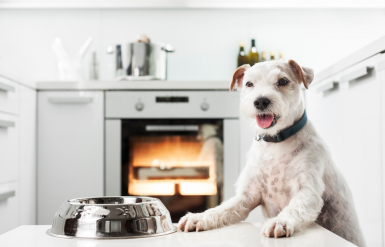 Illustration : Réagir en cas de coupure profonde à la patte chez son chien