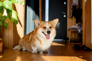 Illustration : "Adapter l’alimentation de son chien après sa stérilisation"