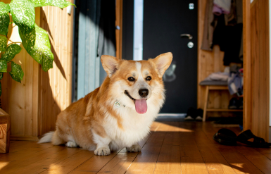 Illustration : Réagir en cas de coupure profonde à la patte chez son chien