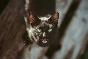 Illustration : "Gérer naturellement les chaleurs d’une chatte non stérilisée"