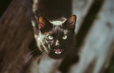 Illustration : Apaiser les miaulements nocturnes de son chat