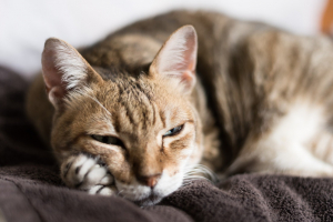 Illustration : "Les troubles du comportement sexuel chez le chat âgé"