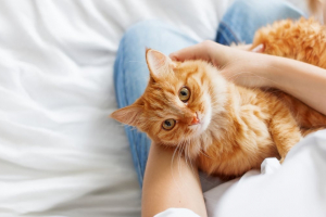 Illustration : "Prendre soin d’un chat adopté en refuge"