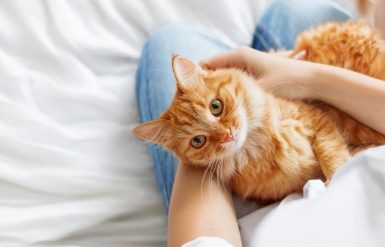 Illustration : Gérer naturellement les chaleurs d’une chienne non stérilisée