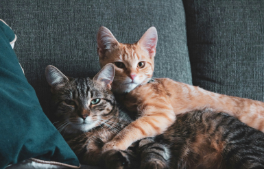 Illustration : Réussir l’intégration d’un second chien à la maison