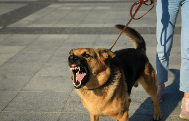 Illustration : La réanimation cardio-pulmonaire chez son chien  