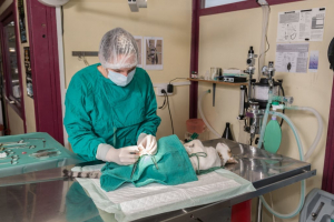 Illustration : "Traiter une cicatrisation lente après la stérilisation de son chat"