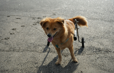 Illustration : Bien choisir l’alimentation d’un chat adulte pour respecter ses besoins nutritionnels