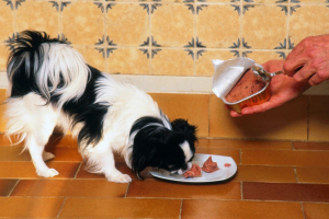 Illustration : "Introduire une alimentation humide dans la routine de son chien"