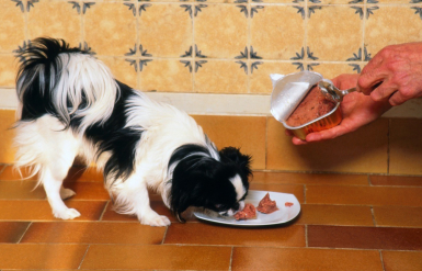 Illustration : Introduire une alimentation humide dans la routine de son chien