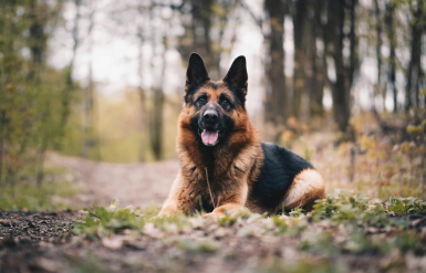 Illustration : Introduire une alimentation humide dans la routine de son chien