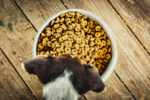 Illustration : "Choisir les bonnes croquettes pour bien nourrir son chien"