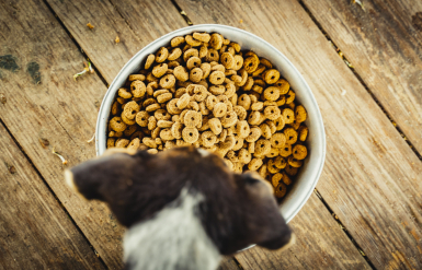 Illustration : Apaiser les miaulements nocturnes de son chat