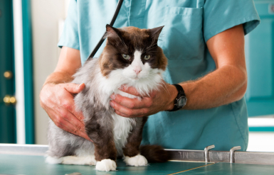 Illustration : Les soins post-opératoires chez un rongeur