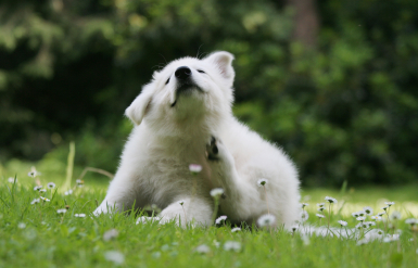 Illustration : Les soins post-opératoires chez un rongeur